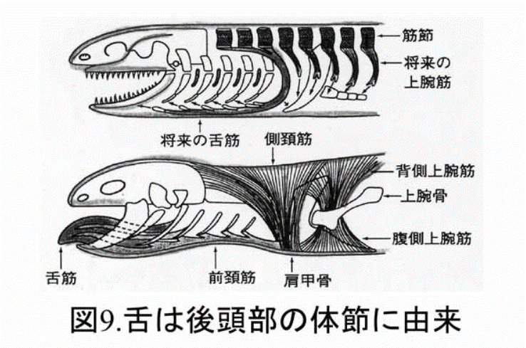 ヒトへの進化から口腔機能を考える しおりん Note ヒトへの進化から口腔機能を考える しおりん Note