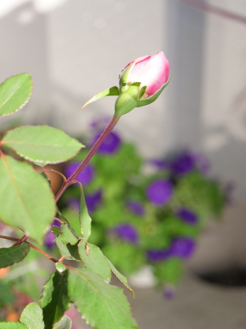 ベランダでプチ ガーデニング ロサ オリエンティスの美しいバラ ヘレン れい Note