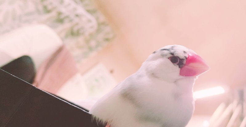 かわいいあの子が死んだ めるしー Note かわいいあの子が死んだ めるしー Note