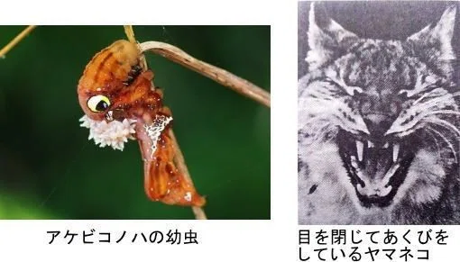 擬態2