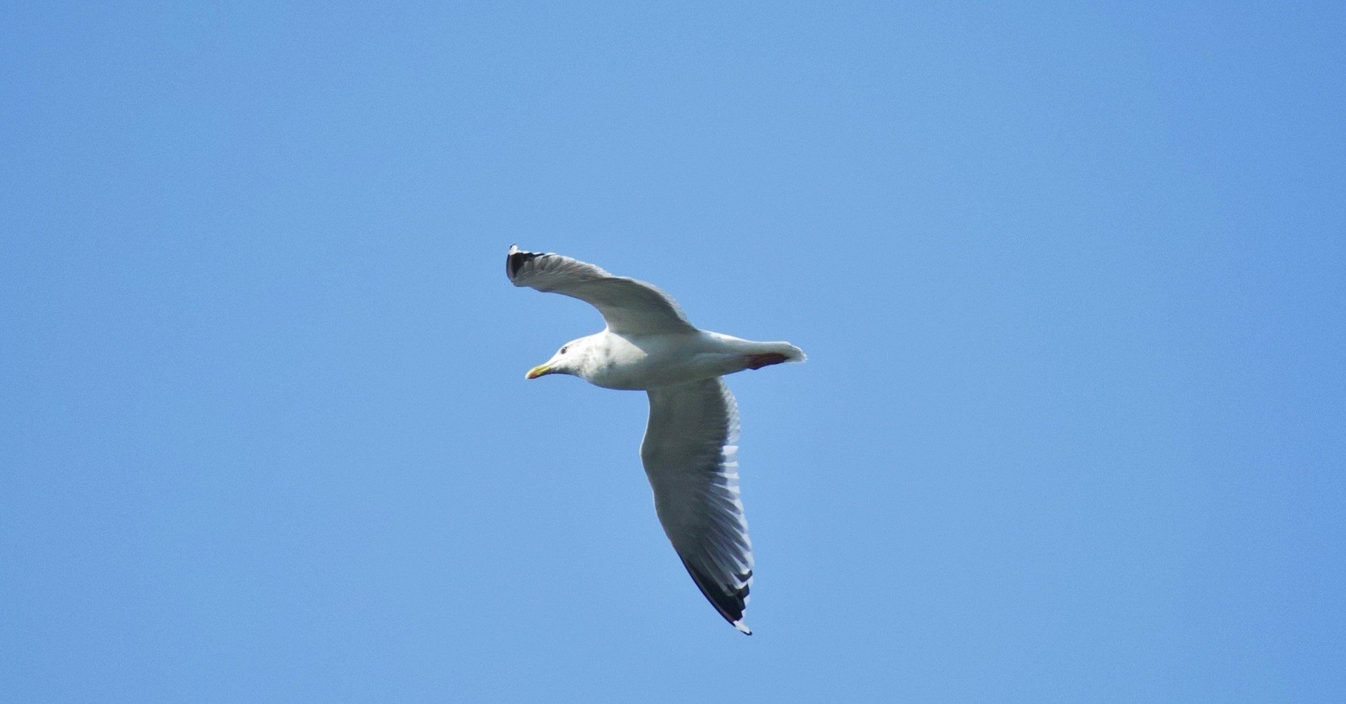 名言との対話 11月5日 金子鷗亭 異国趣味の清算は時代の意欲である 久恒 啓一 Note
