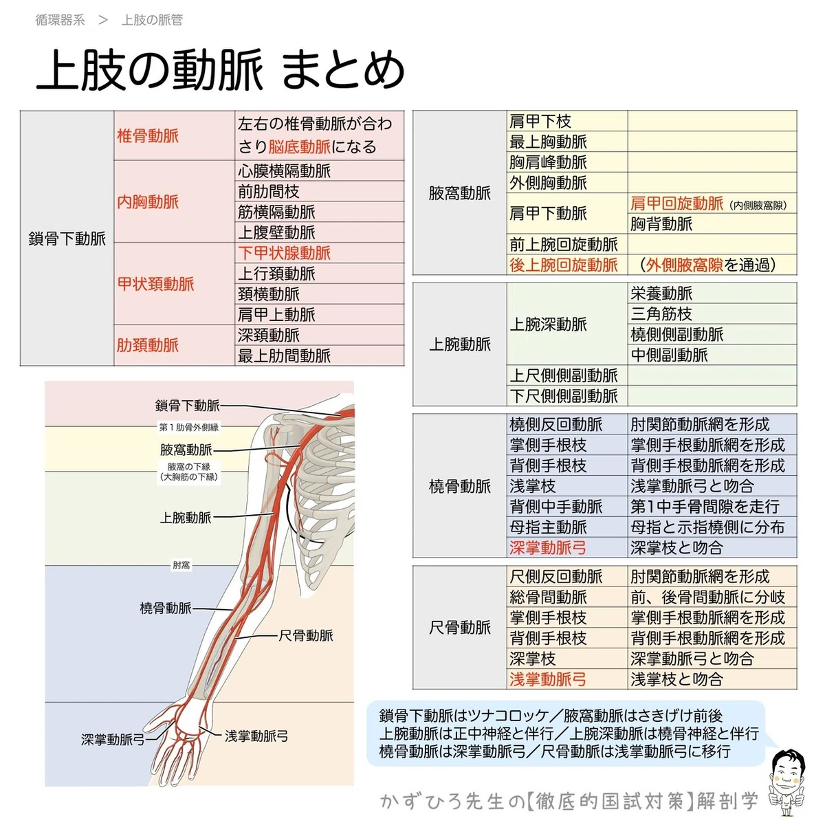 上肢の動脈 まとめの表（暗記用画像付き）｜かずひろ先生（黒澤一弘｜解剖×教育×AI）