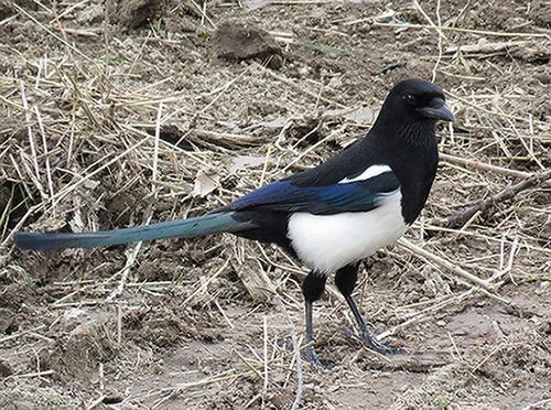 第1333回 野鳥の別名 翆野 大地 Note