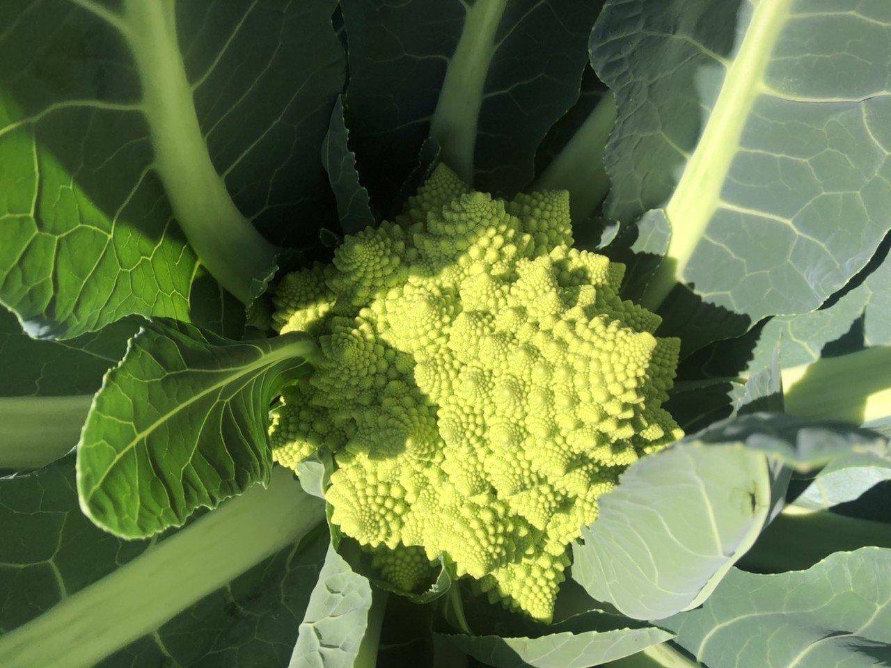 世界一美しい野菜をご紹介 農園からのおたより Vol 4 ネイバーズファーム 公式 Note 世界一美しい野菜をご紹介 農園からのおたより Vol 4 ネイバーズファーム 公式 Note