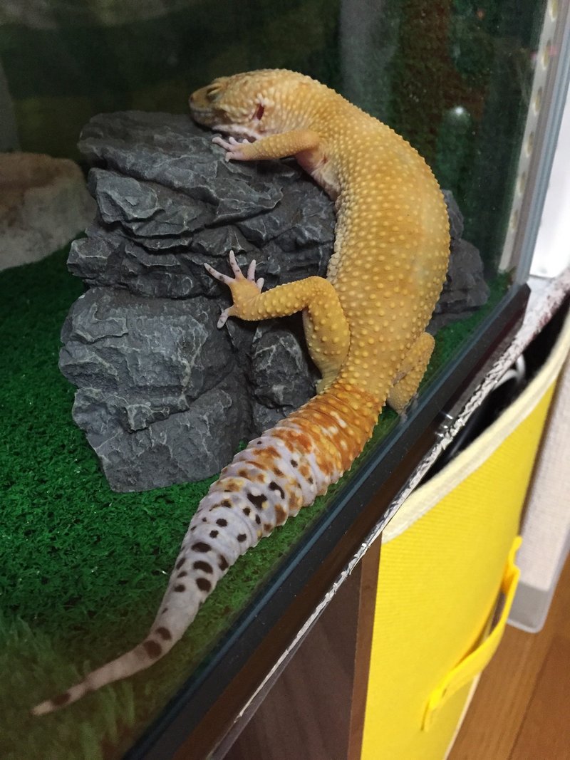 素敵な変温動物 宮守マリ Note 素敵な変温動物 宮守マリ Note