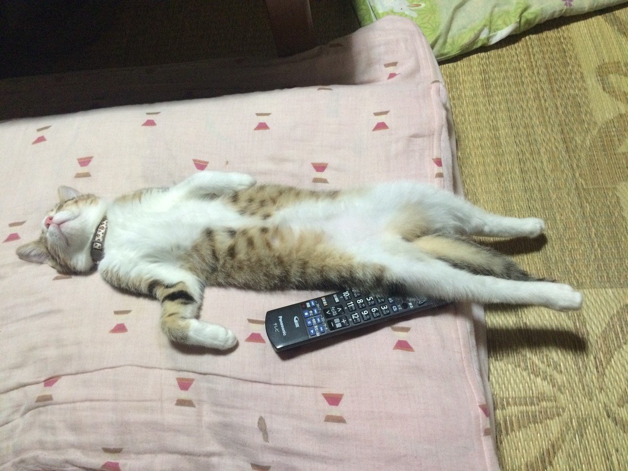 最近仰向けで寝ない 猫 ねこ 写真 たきー Note 最近仰向けで寝ない 猫 ねこ 写真 たきー Note