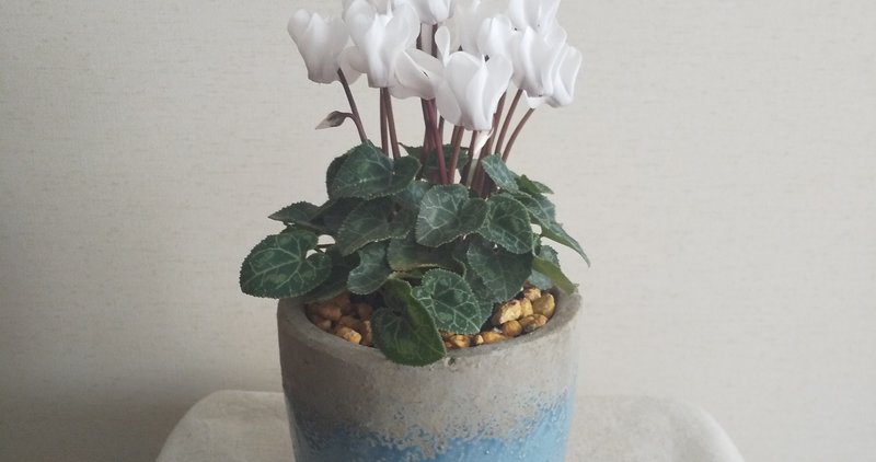 秋の花鉢デビューのススメ2 白いシクラメン 大谷レキオ Note 秋の花鉢デビューのススメ2 白いシクラメン 大谷レキオ Note
