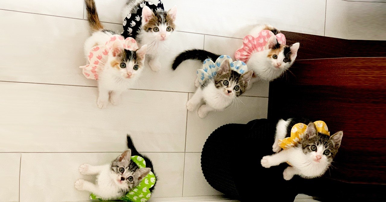 野良猫ボブさん専用FR2 Smoking kills ボア 楽天市場】＼2025年12月度 月間優良ショップ 受賞／ 新品 エフアール