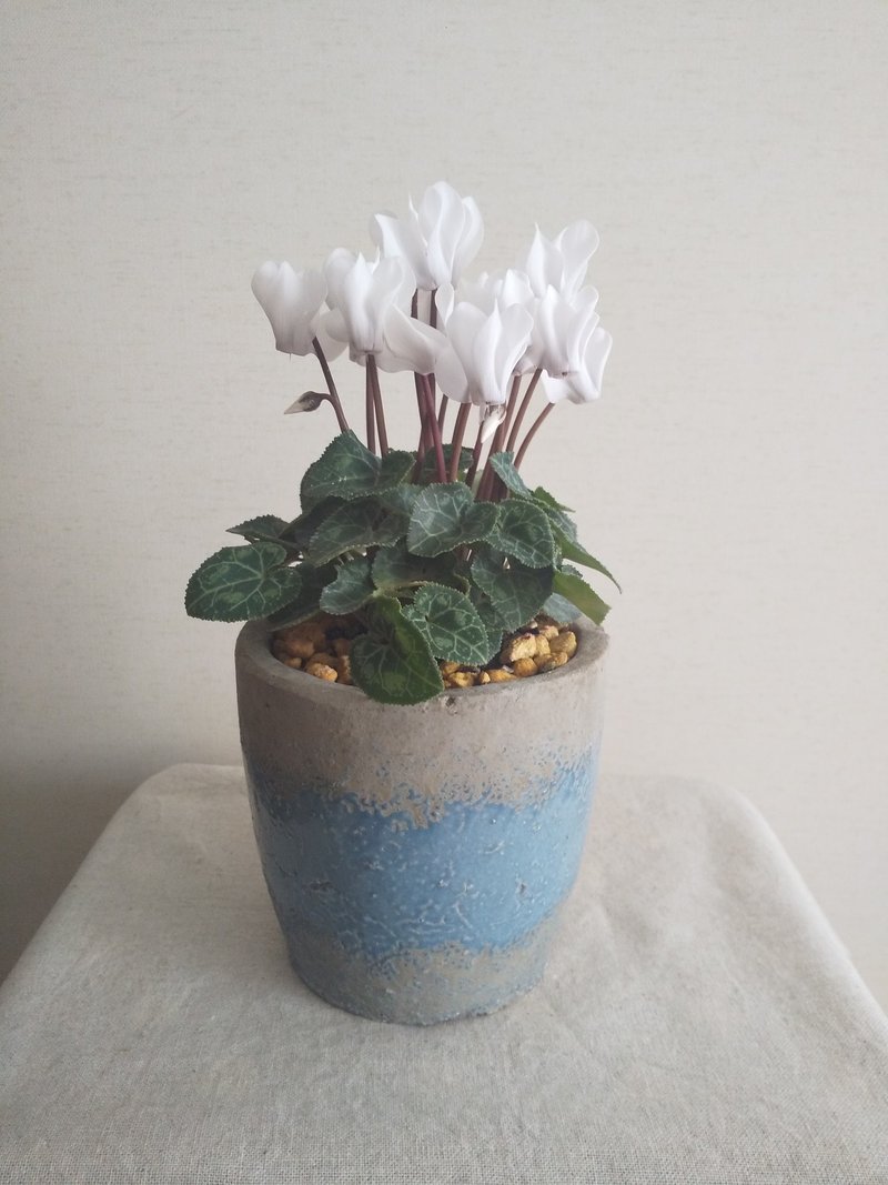 秋の花鉢デビューのススメ2 白いシクラメン 大谷レキオ Note 秋の花鉢デビューのススメ2 白いシクラメン 大谷レキオ Note