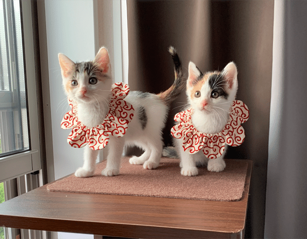 野良猫ボブさん専用FR2 Smoking kills ボア 10553797_b_01_215.jpg