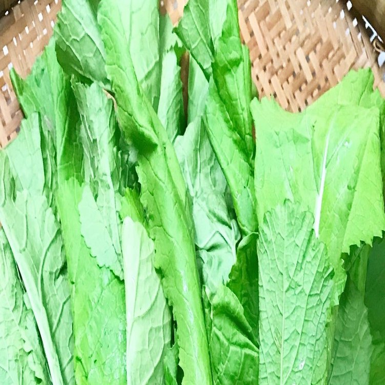 沖縄の野菜 タカナ シマナー についてチャレンジ16日目 11 06 ヘイプー店長 Note