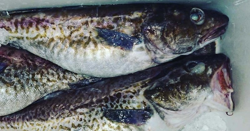 新潟 佐渡沖の真鱈 マダラ とは 魚が来る 明日 新潟から 鮮魚通販 Note 新潟 佐渡沖の真鱈 マダラ とは 魚が来る 明日 新潟から 鮮魚通販 Note