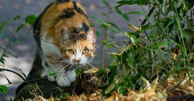 獣医師解説 猫に玉ねぎは絶対にダメ 玉ねぎ中毒の怖さとは Vet1013 Note