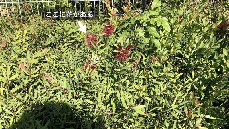 プロと行く植物園.007