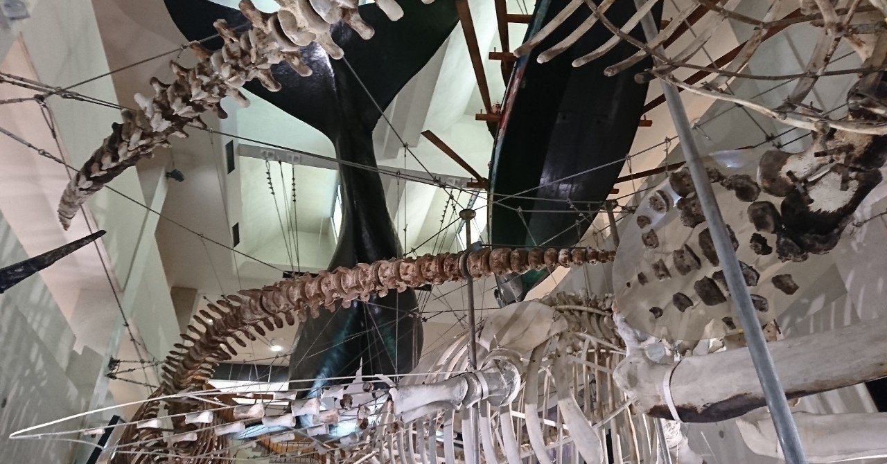 クジラの町、太地町について｜ナカシ