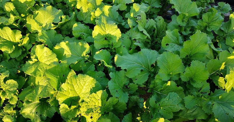 からし菜の栽培とレシピを紹介します ひろせ しゅんじ のんびり農園 Note
