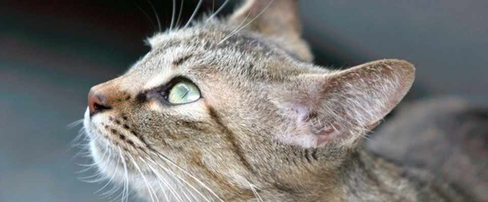 怪盗にゃんこ みそら Note