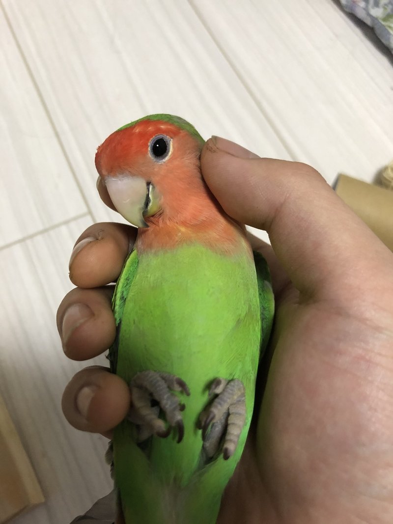 鳥まみれの我が家 帆立 Note 鳥まみれの我が家 帆立 Note