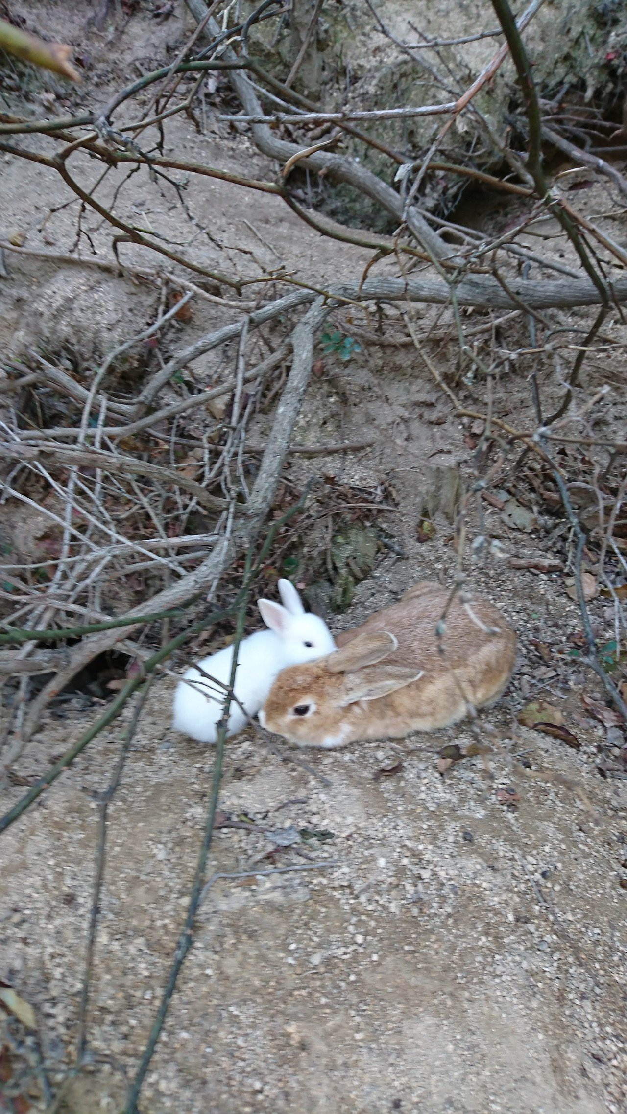 記事を書く元気がないので 初つぶやき 小学生の頃からうさぎが好きです これはうさぎ島での一枚 島で一番綺麗な白色をしていた子うさぎです きっと大きくなったらお母さんと同じ毛色になるんでしょうね みょー Note
