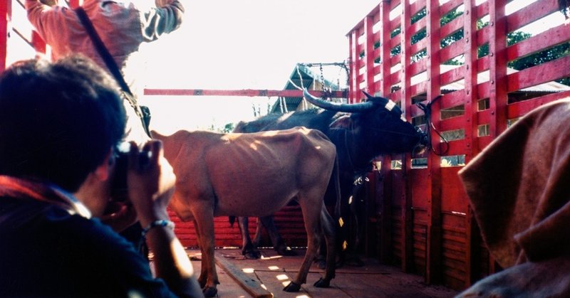 牛と旅する　～ラオスの片隅で～