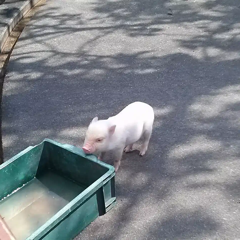 ニイノミ