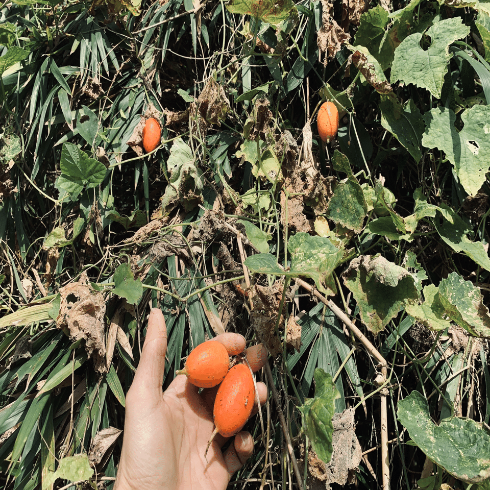烏瓜(カラスウリ)のネグローニ｜Bar BenFiddich 鹿山博康
