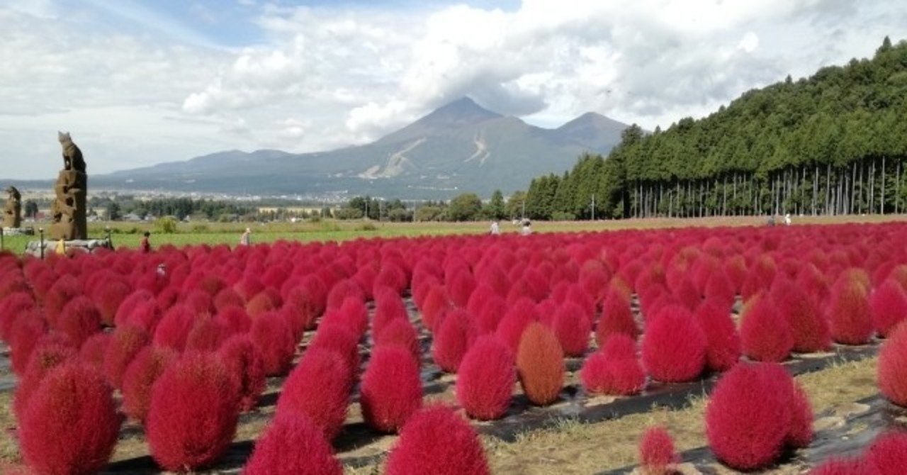 週末投稿 つれづれ有用植物 57 ヒユ科バッシア属 ホウキギ Pingubanana Note 週末投稿 つれづれ有用植物 57 ヒユ科バッシア属 ホウキギ Pingubanana Note