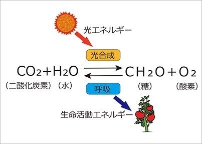 炭酸ガス