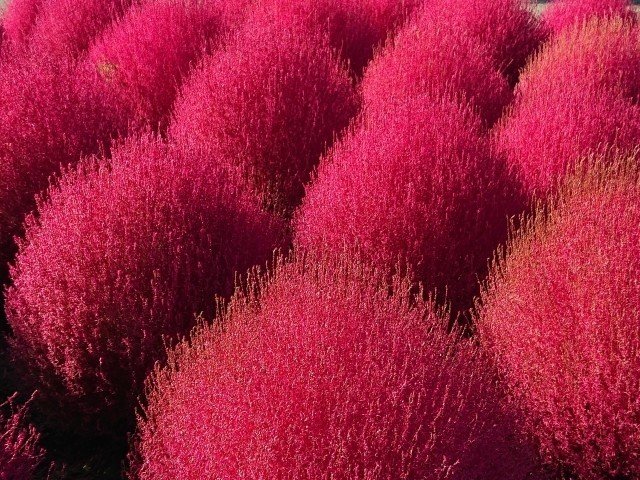 週末投稿 つれづれ有用植物 57 ヒユ科バッシア属 ホウキギ Pingubanana Note