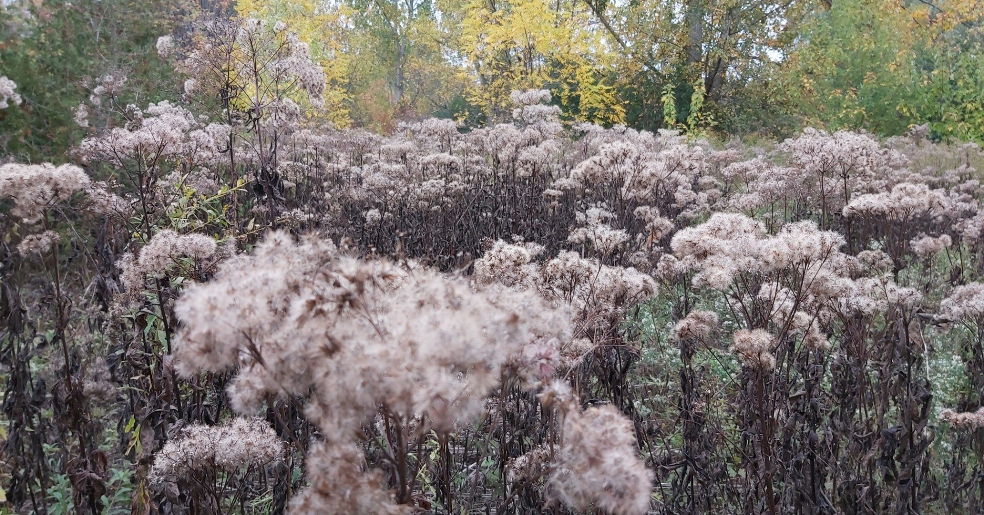 ジョージ秋山さんの思い出 ”回顧録外伝”｜たなかよしあき