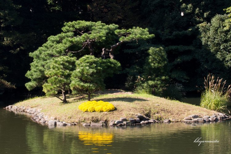11月初旬から中旬まで、新宿御苑でおこなわれる菊花壇展