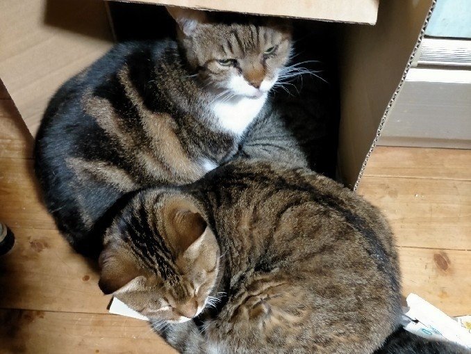 しまったあああああああ昨日投稿忘れたああああああ245日目くらいで初投稿忘れえええええええええまじかああああああああ365日目指してた のに つたみ千秋 Note