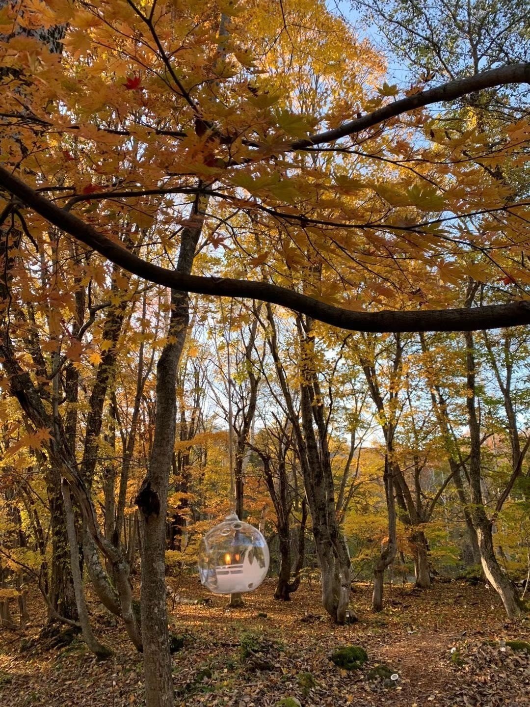Mosarsというカメラアプリで撮った 秋 レトロな写真が撮れる人気のインスタントカメラアプリで 無料フィルターだけでオシャレ で可愛いチェキ風 ポラロイド風写真をとることができます 既存の写真をチェキ風 Yui Note