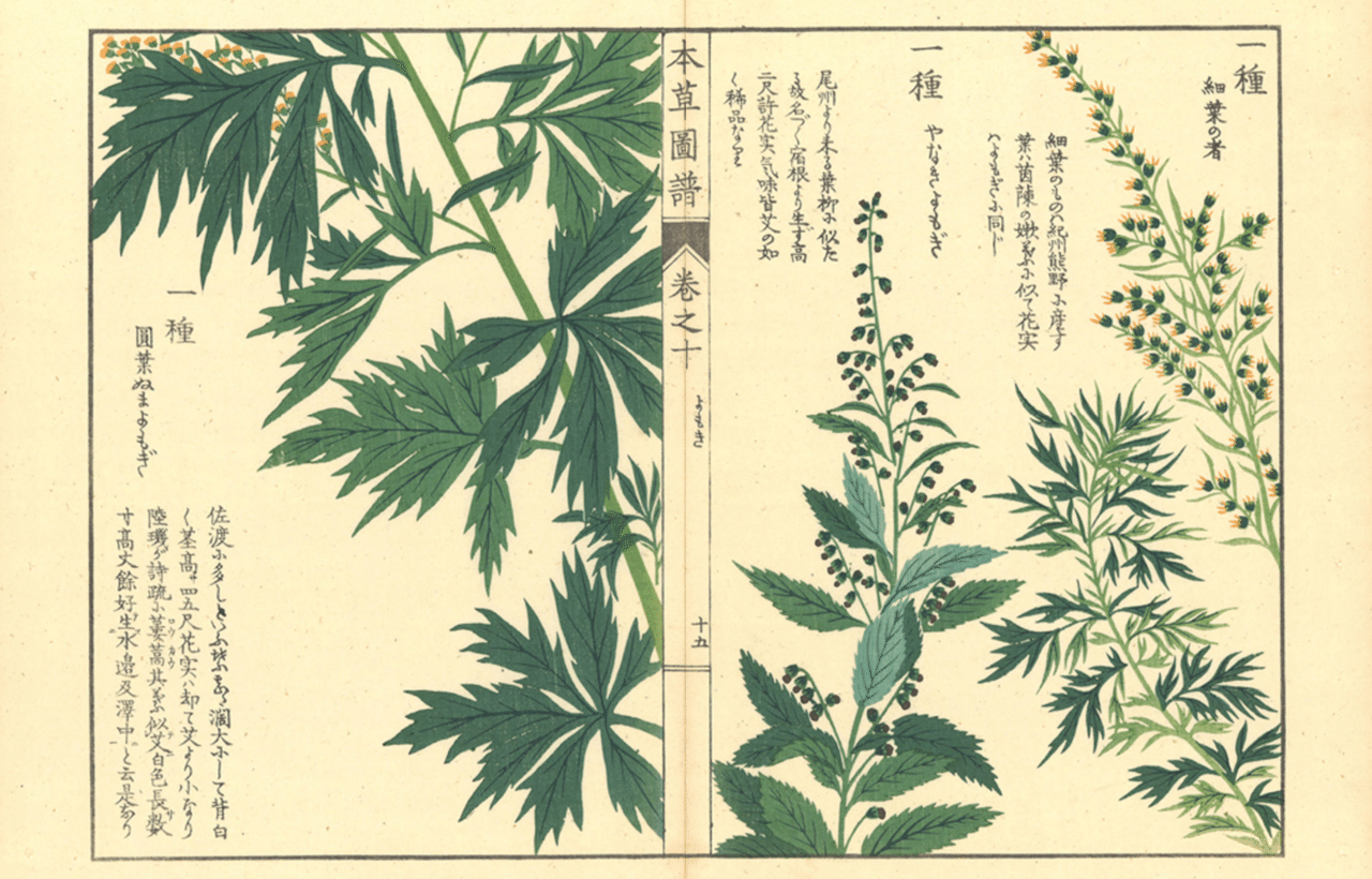 日本初の本格的な植物図鑑・岩崎灌園「本草図譜」|ちびっと 日本初の本格的な植物図鑑・岩崎灌園「本草図譜」|ちびっと
