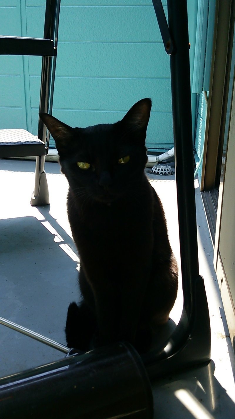 可愛い猫のここがカワイクない ラクスケ Note