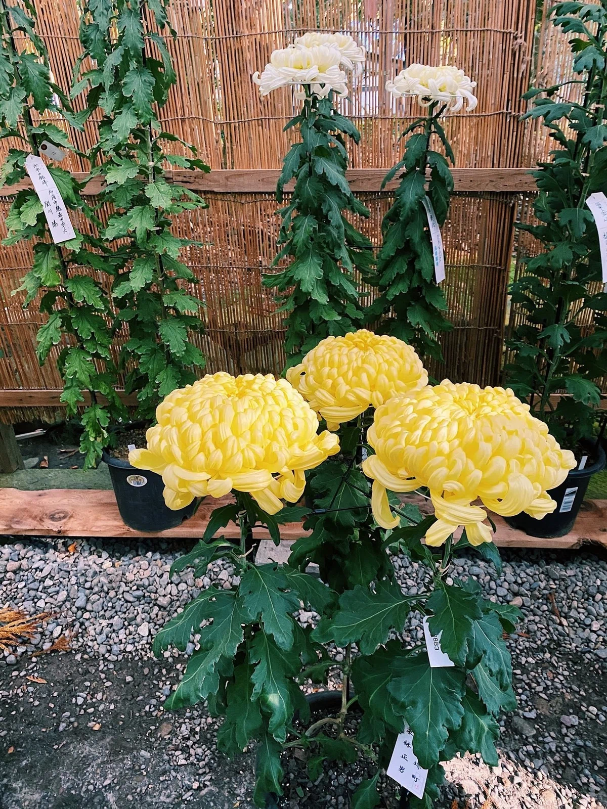 画像17