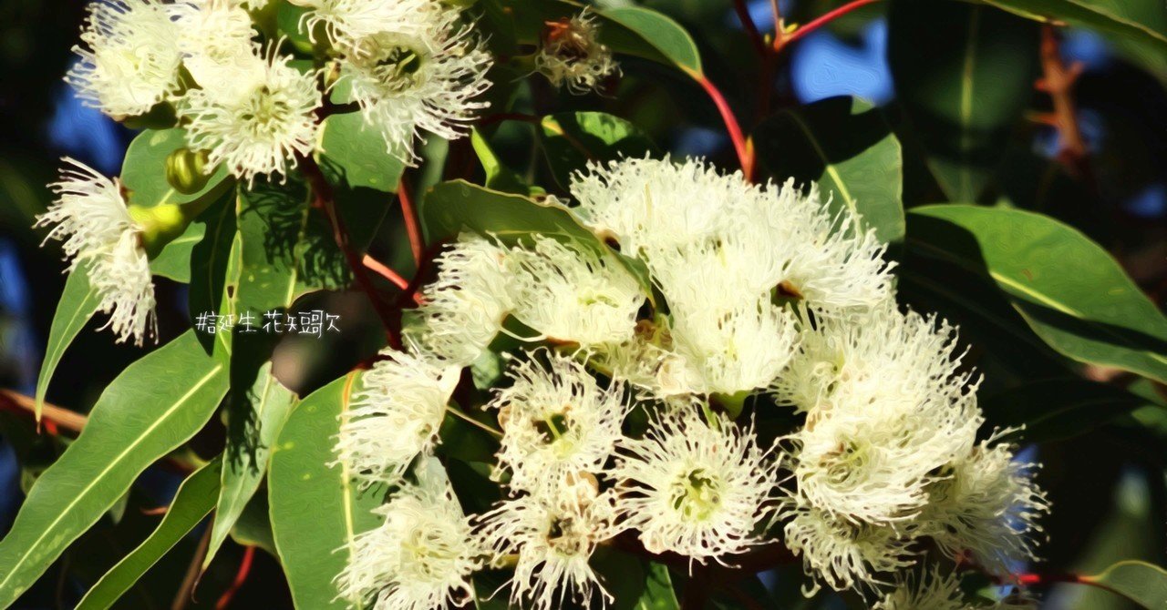 11月7日 誕生花は桉樹 誕生花短歌 御子柴 流歌 Note 11月7日 誕生花は桉樹 誕生花短歌 御子柴 流歌 Note