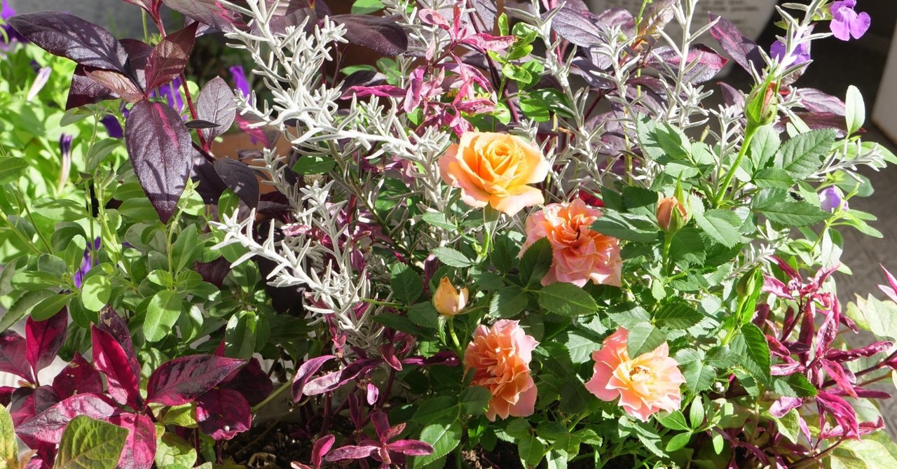 ミニバラの寄せ植えを作り直しました れい Note