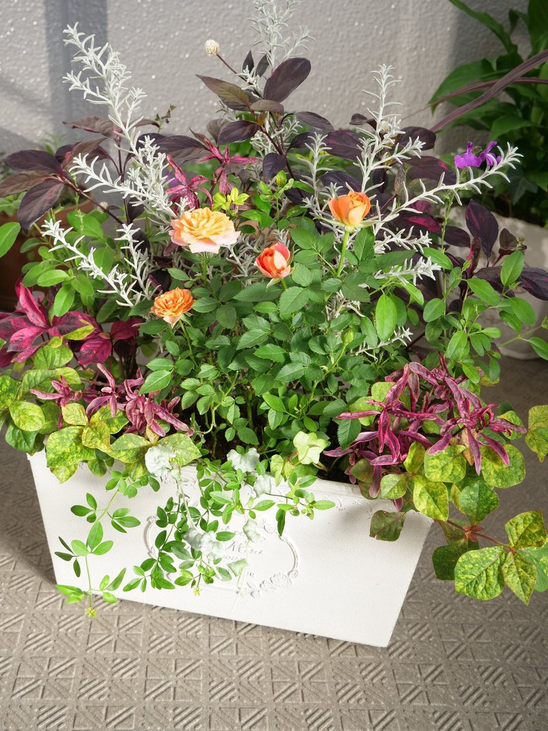 ミニバラの寄せ植えを作り直しました れい Note