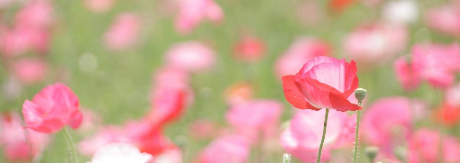 みんなありがとう 家本まとめたよ編 09 いえぽん ビジネス系プロサッカー審判員 Note