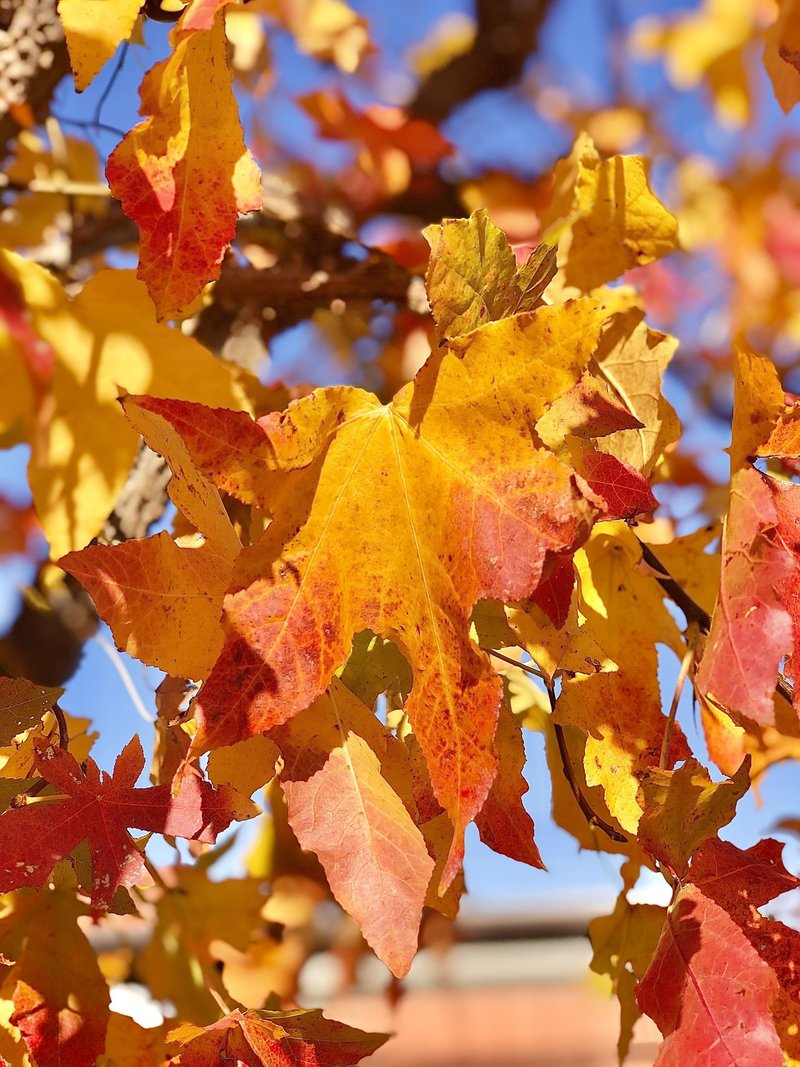 紅葉を楽しむ はこねフローリスト Note