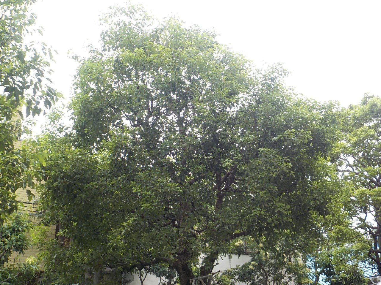 植木屋の金木犀です 今は 秋の剪定時期に当たり 忙しい毎日です 今日は 私にとって唯一の休日の日曜日ですが 仕事が入りました Noteも 書きたいネタはあるのですが なかなか書く余裕がありません 金木犀 キンモクセイ Note 植木屋の金木犀です 今は 秋の剪定時期に当たり 忙しい毎日です 今日は 私にとって唯一の休日の日曜日ですが 仕事が入りました Noteも 書きたいネタはあるのですが なかなか書く余裕がありません 金木犀 キンモクセイ Note