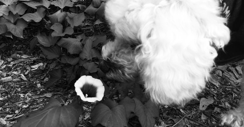 クラシのはなし サツマイモの花が咲いた ハシモトルミ Note