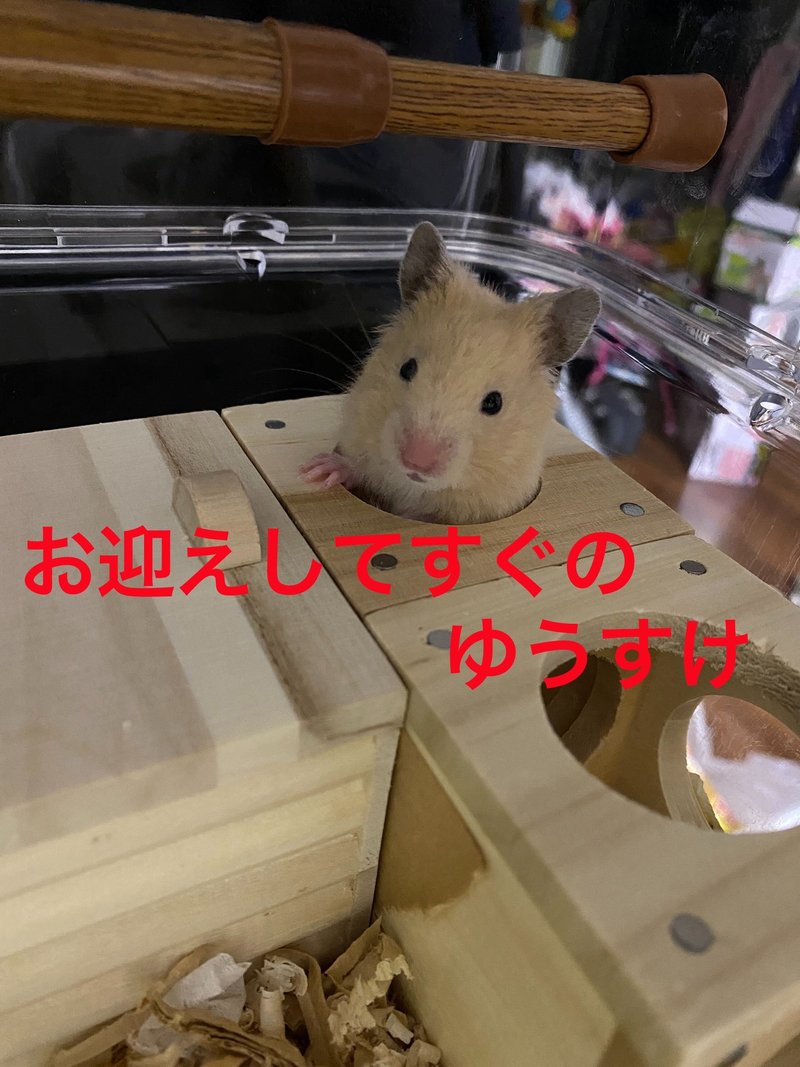 ハムスター飼育日記197日目と110日目 11 7 サトウショウヘイ Note