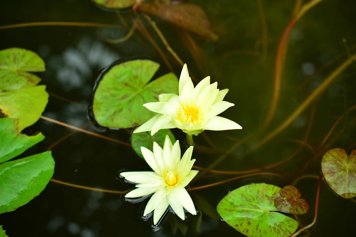 画像9