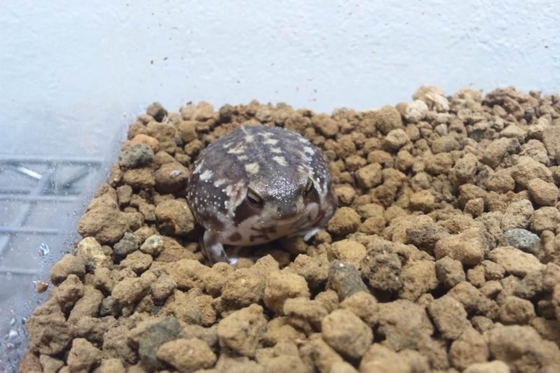 飼っているアメフクラガエル Tenonv Note 飼っているアメフクラガエル Tenonv Note