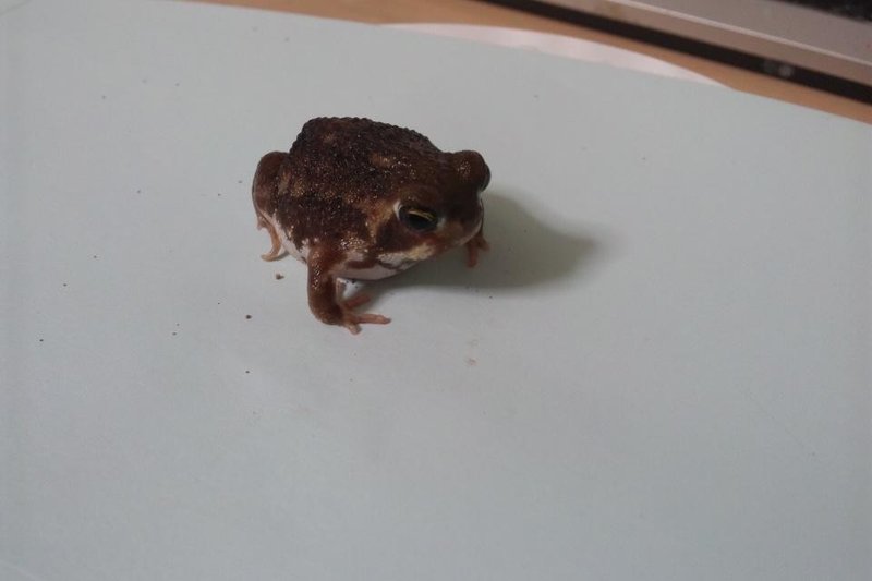 飼っているアメフクラガエル Tenonv Note