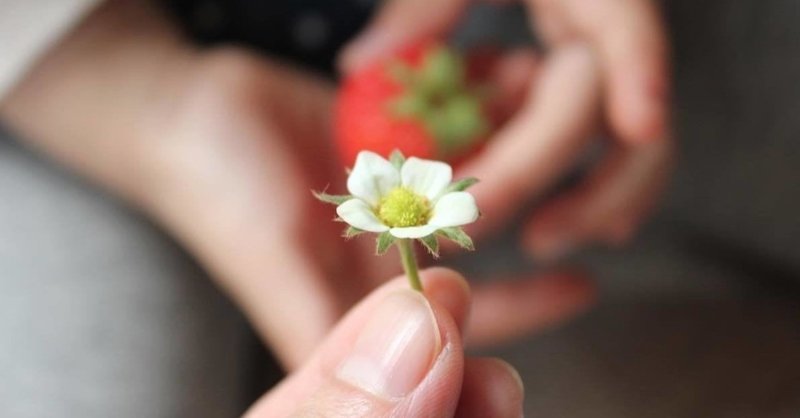 【幸福論】ささやかで、慎ましやかで、小さい幸せの花を摘む