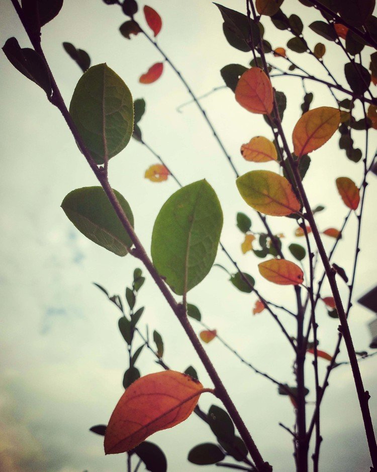 おはよーございます。

ふんわりしたちょっと暖かい空気の朝。
街路樹の細い枝には、サクマドロップスみたいな、マーブルチョコみたいな可愛い紅葉の子たち。
毎日刻々と景色が変わってゆきます。

変化の日々を。


#sky #autumn #love #moritaMiW #空 #秋 #佳い一日の始まり