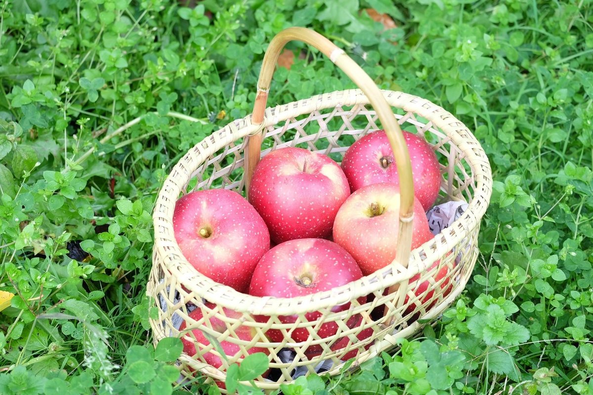 青森　根曲がり竹　かご　りんごカゴ　工芸品　竹かご 青森根曲がり竹かごりんごカゴ工芸品竹かご